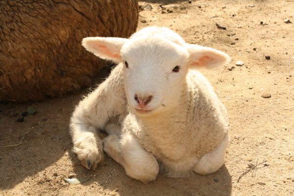 绵羊幼崽坐图片