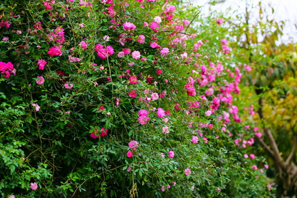 薔薇