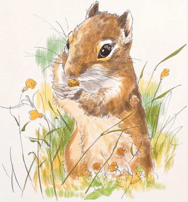 松鼠動物插圖04