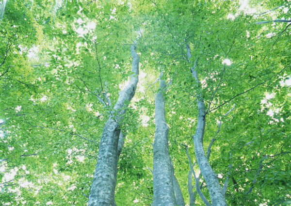 树林图片森林树木图片028