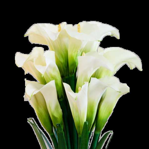 清纯白色花朵花束实物元素