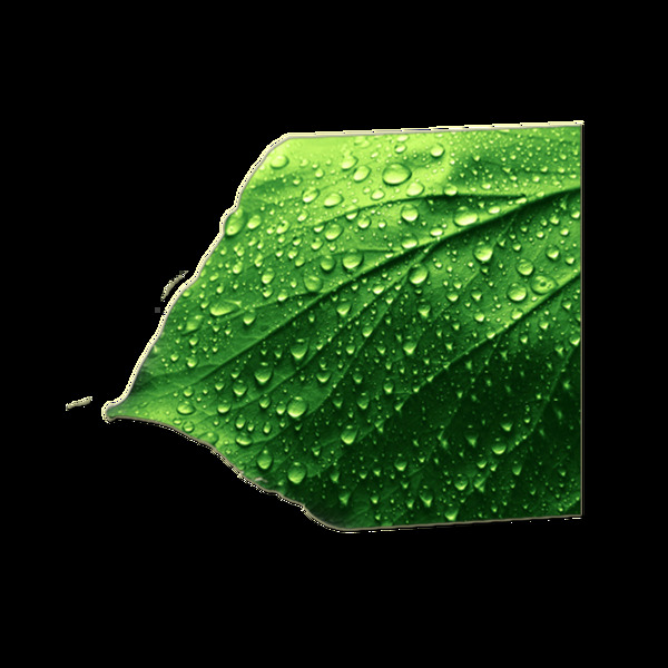雨打樹葉唯美圖