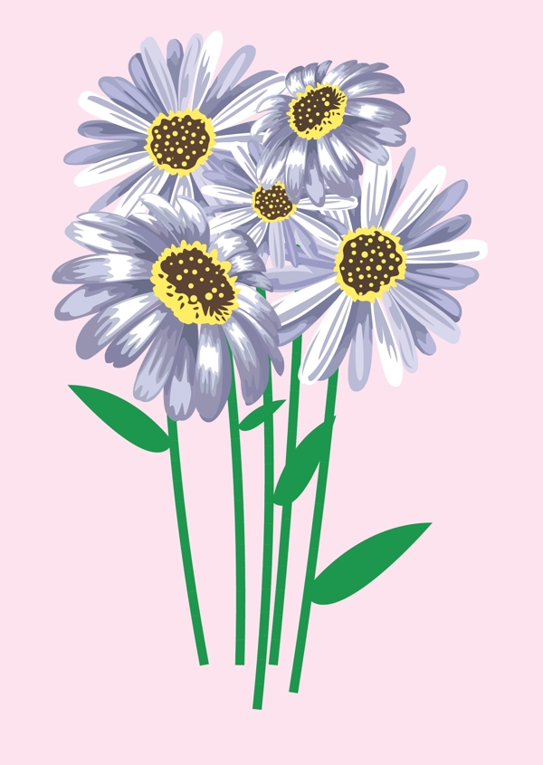 雛菊圖片