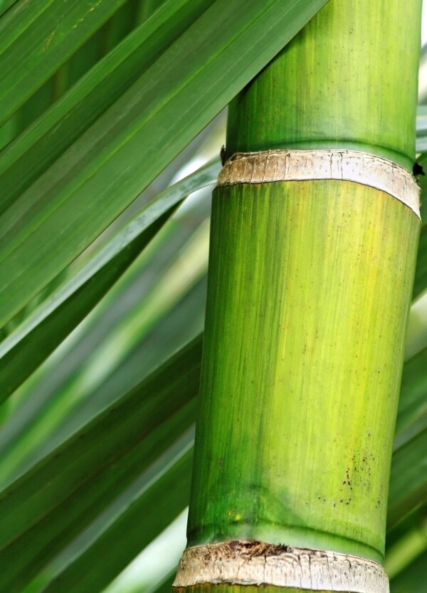 翠竹竹节自然绿色背景素材图片