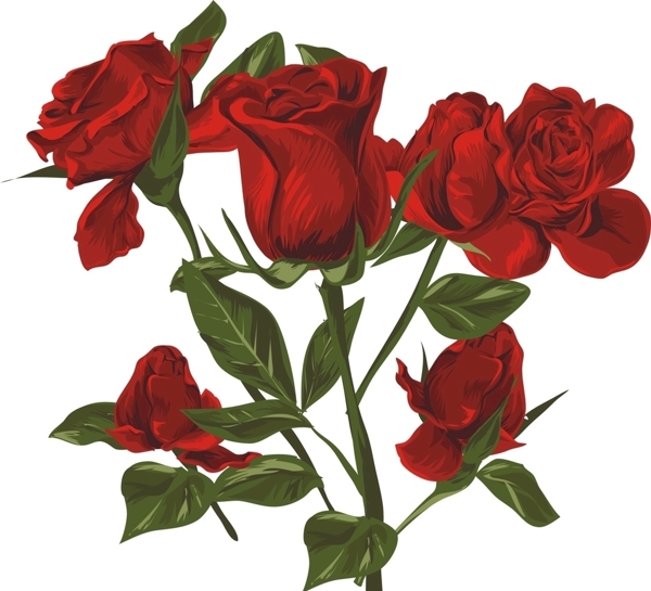 红玫瑰设计素材