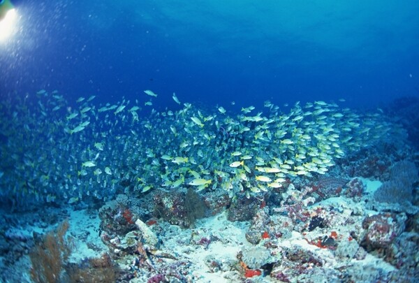 海底的弋的鱼群图片