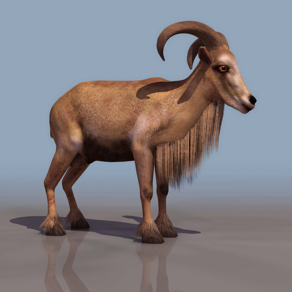 山羊的3D模型