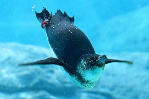 水中游玩的企鹅图片