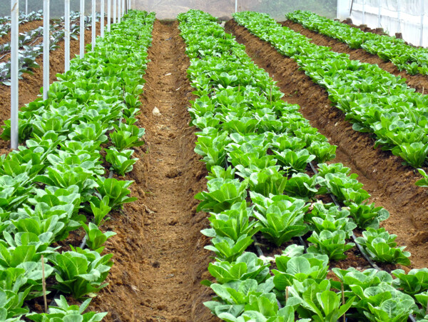 温室种植蔬菜