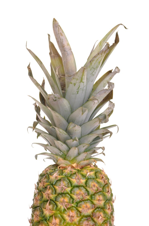 菠蘿