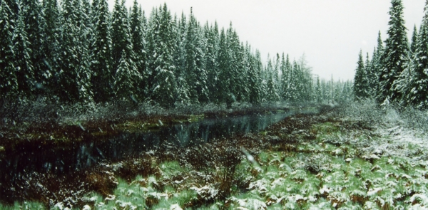 冬日里的树木风景