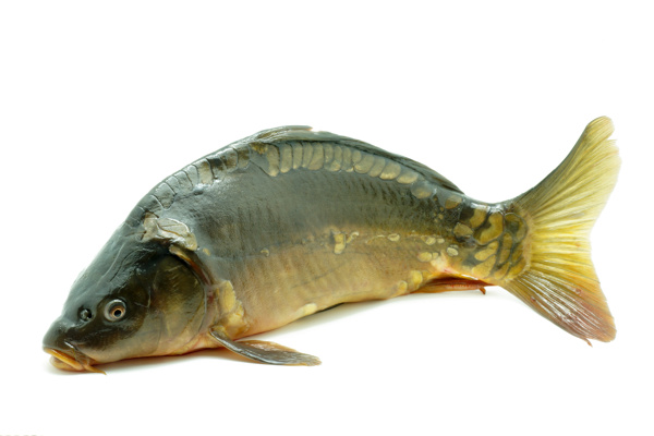 大魚(yú)攝影圖片