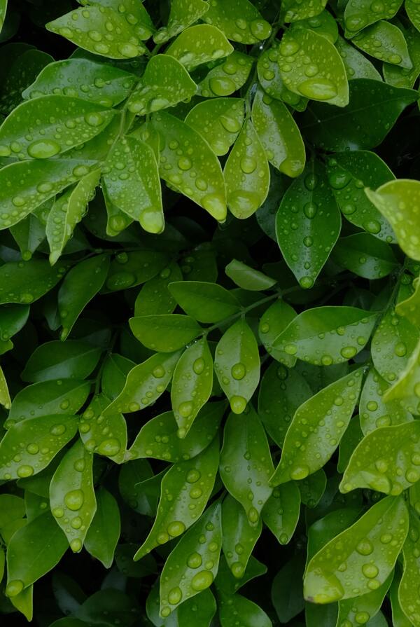 绿叶水滴