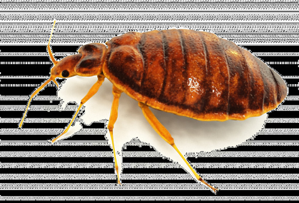 褐色小虫子免抠png透明素材