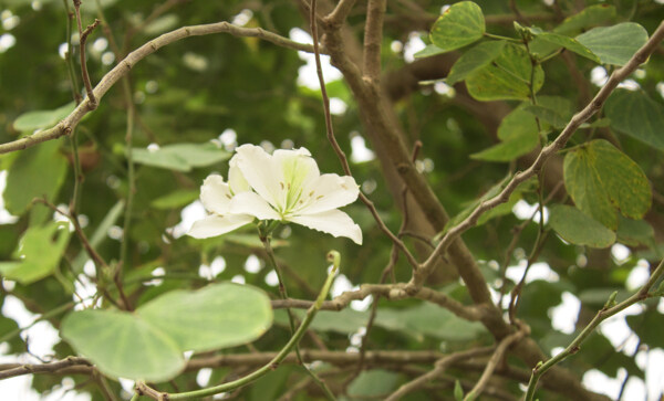 白色的花朵特写摄影图