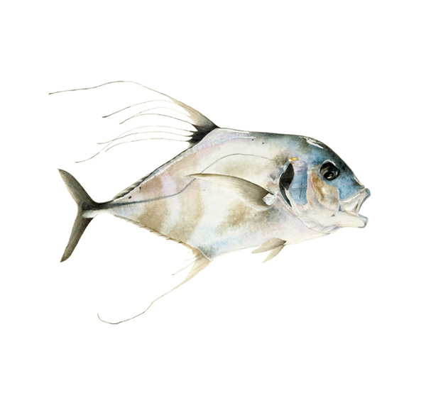 位圖藝術(shù)效果手繪動物魚免費(fèi)素材