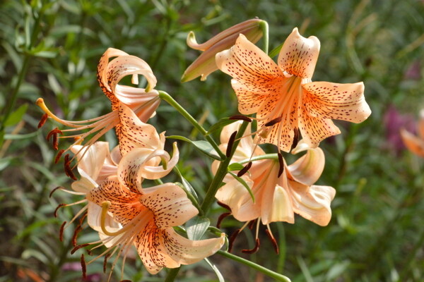 百合花