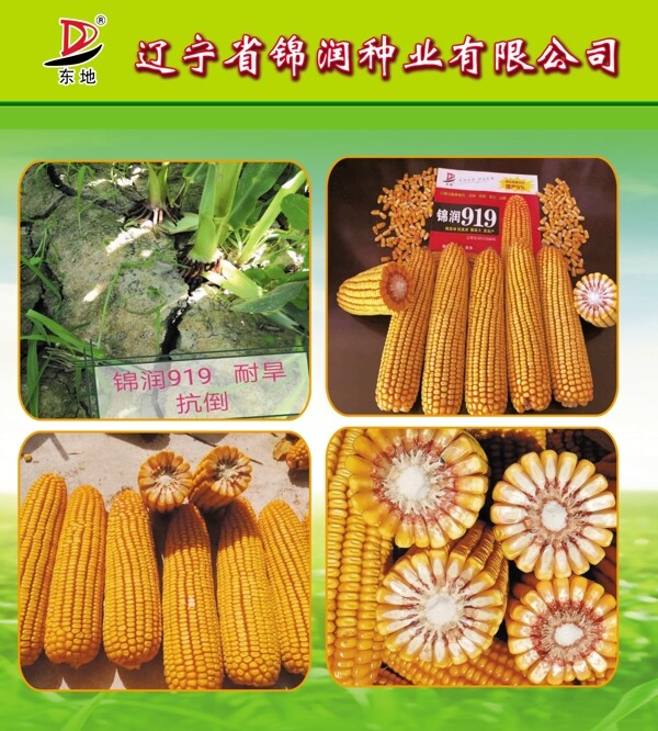 锦润玉米种子图片