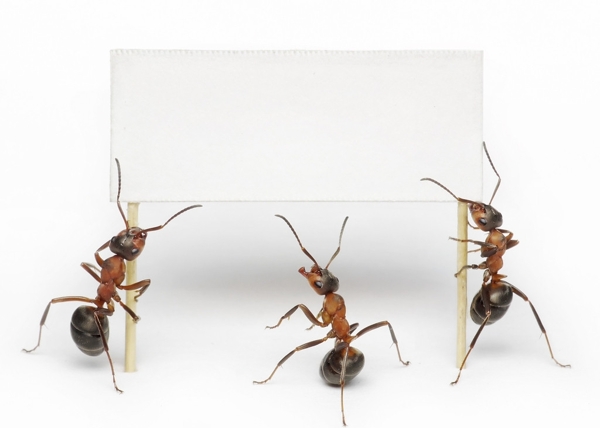 举着广告牌的蚂蚁图片