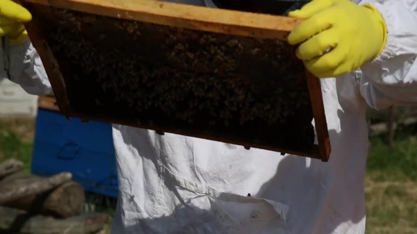 养蜂人蜂蜜视频