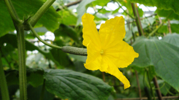 黃瓜花圖片