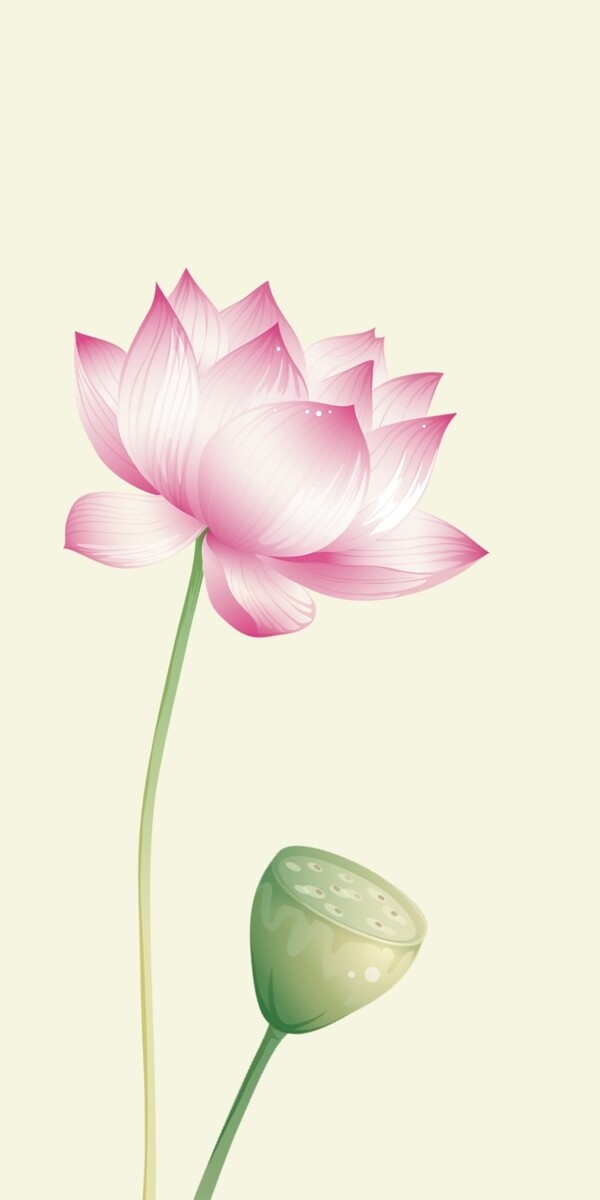 荷花圖片