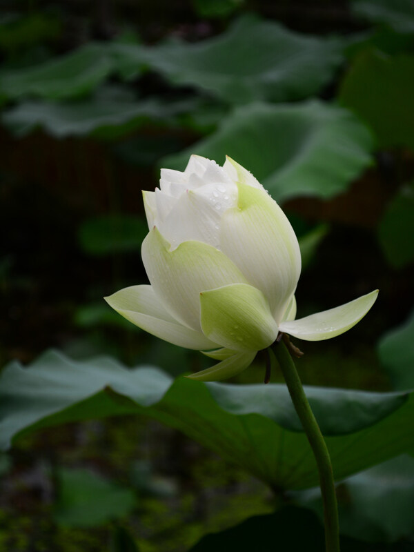 雨后荷花