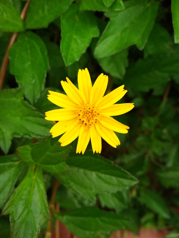 黃色野菊花