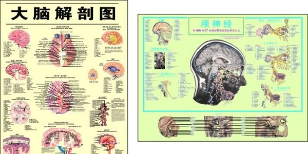 大腦解剖圖圖片