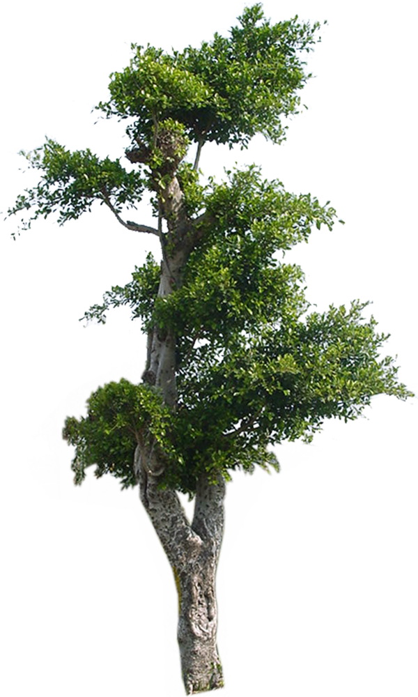 植物貼圖素材建筑裝飾JPG0293