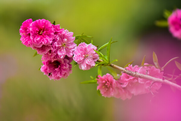 桃花
