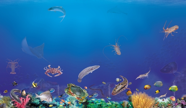 海底世界圖片