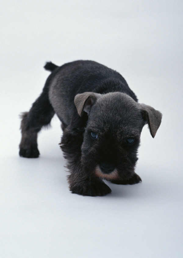 黑色小宠物狗图片