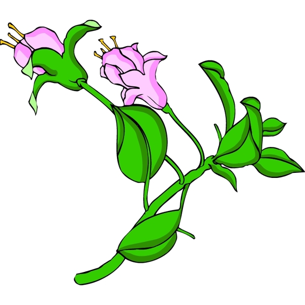 花卉古典插畫