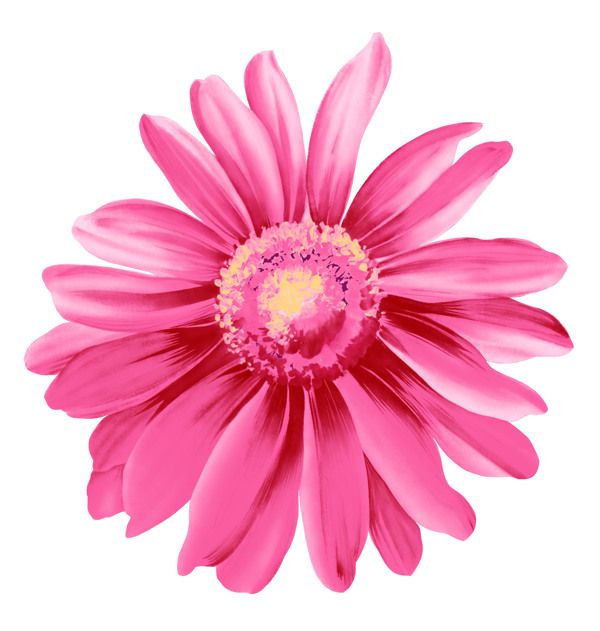 粉色菊花