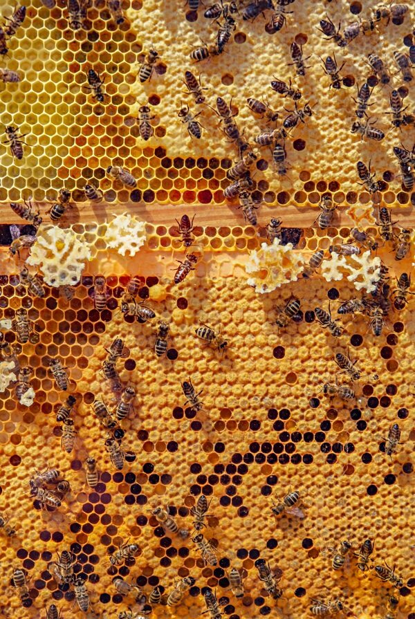 蜜蜂昆虫动物群体蜂窝图片素材
