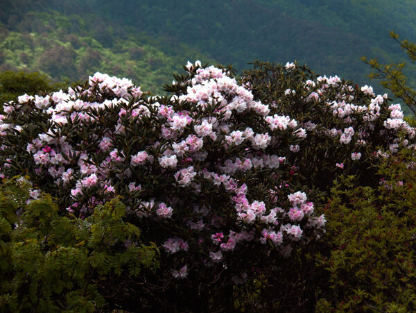 杜鵑花