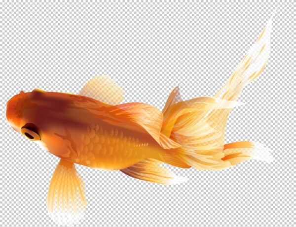 家养鱼类金鱼图片