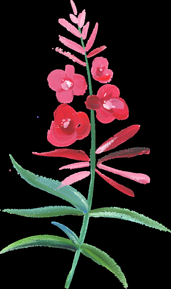 紅色桃花透明素材