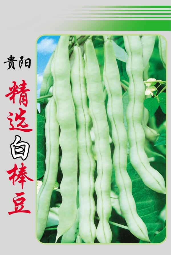 精選白棒豆圖片