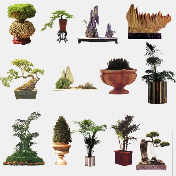 植物盆景图片