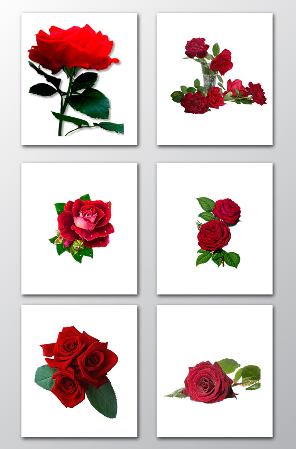 唯美大红色真实玫瑰花朵PNG素材