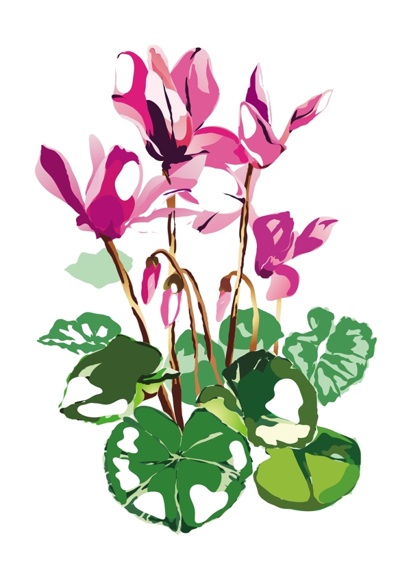 荷花圖片