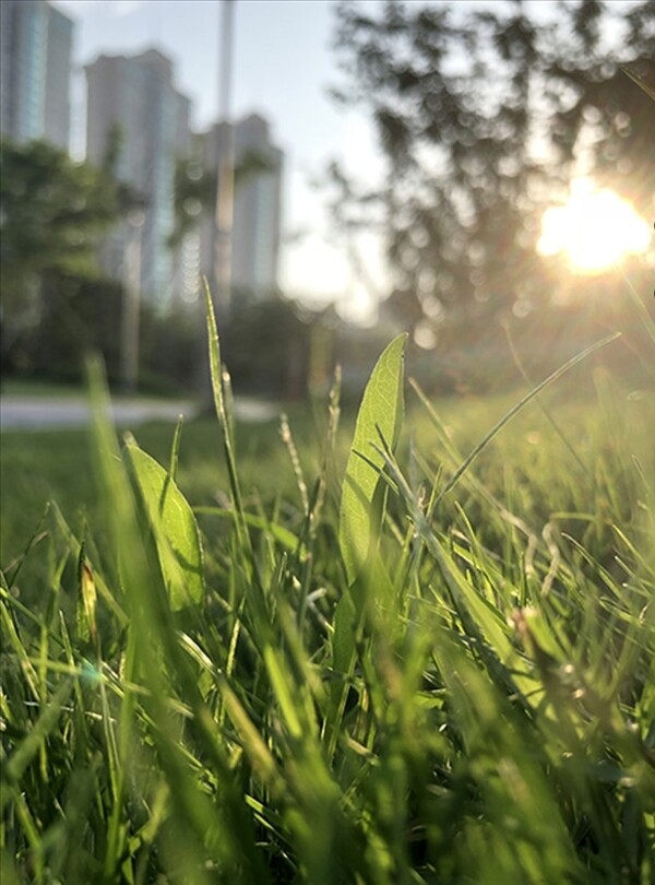 草地早晨晨光綠地綠化