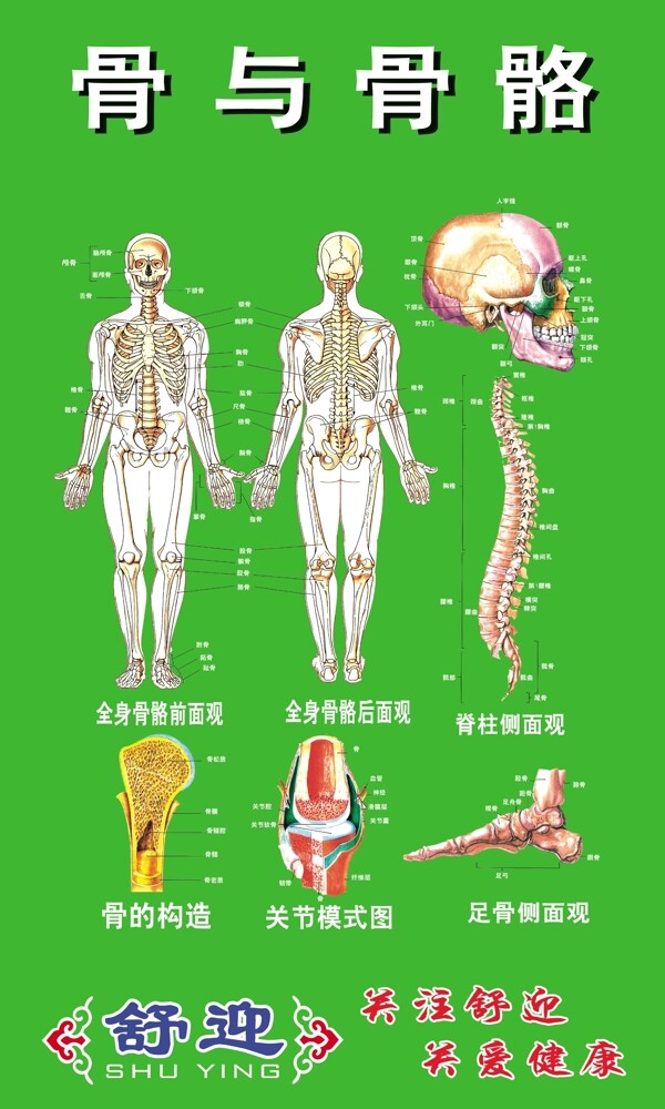 人体骨骼图图片