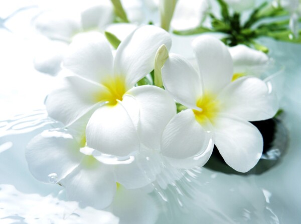植物系列高清白色花朵