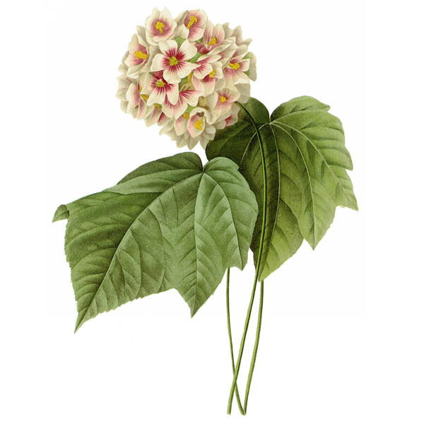 位圖藝術(shù)效果水彩花卉免費(fèi)素材