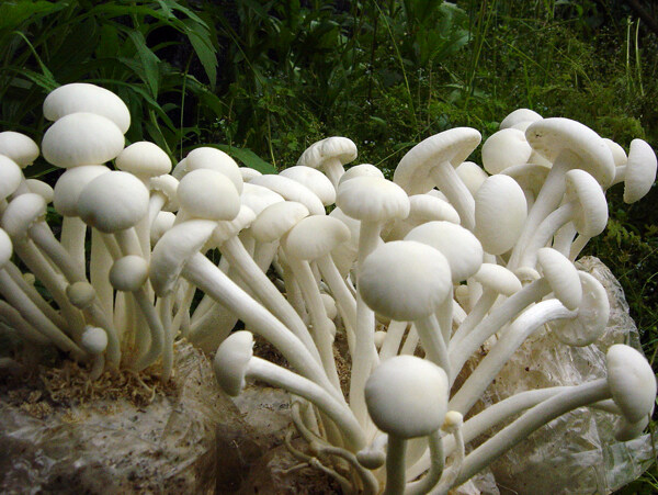 食用菌白茶薪菇图片