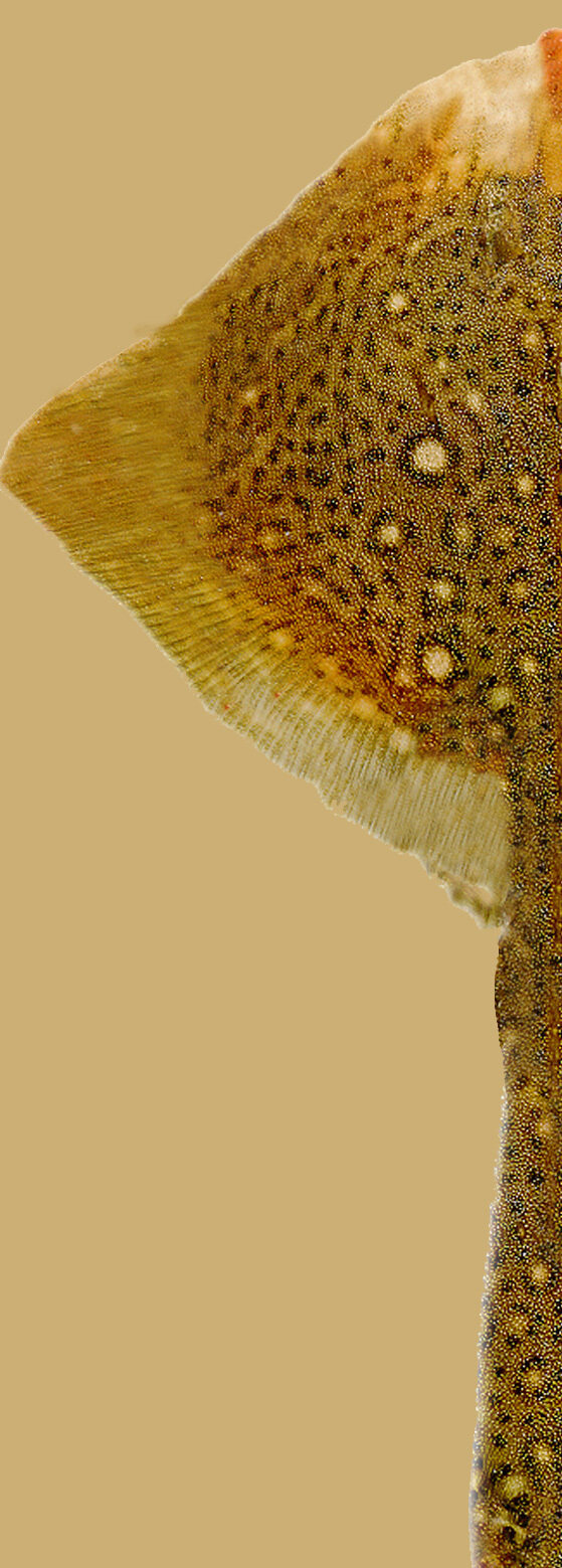 動(dòng)物魚類3d模型動(dòng)植物模型免費(fèi)下載魚類3d素材50