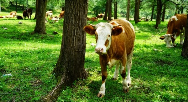 草地上的牛图片